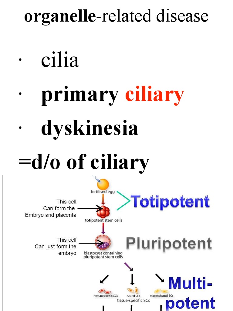 Cilia: Organelle-Related Disease | PDF