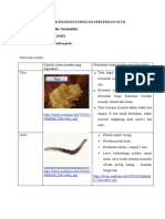 Praktikum Entomologi Pertemuan Iii