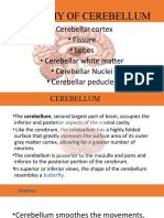 Cerebellum & Brain-Stem Anatomy