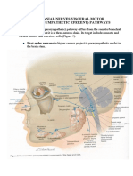 Cranial Nerves Visceral Motor (Parasympathetic Eferent) Pathways