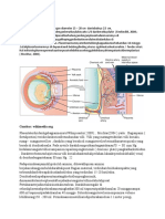 Anatomi Plasenta