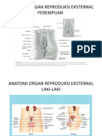 Anatomi Organ Reproduksi Eksternal