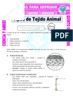 Ficha-Tipos-de-Tejido-Animal-para-Quinto-de-Primaria.doc