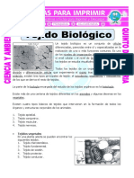 Ficha-Tejido-Biologico-para-Quinto-de-Primaria.doc