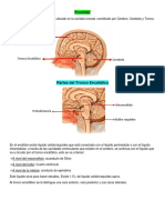 5-Sistema Nervioso PDF