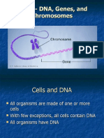 Notes - DNA, Genes, and Chromosomes