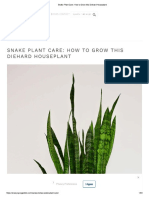 Snake Plant Care - How To Grow This Diehard Houseplant