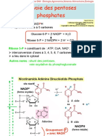 Biochimie Microbienne - 9-Voie-Pentoses-Phosphates PDF
