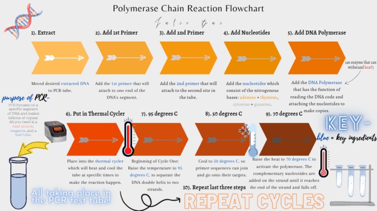 PCR Process Flowchart and Steps | PDF | Polymerase Chain Reaction ...