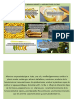 Actividad1 Cambios físicos y químicos del platano