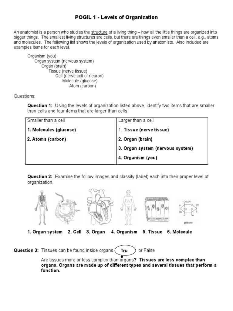 POGIL 1 Levels of Organization PDF