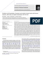 Primate forearm and hand muscle evolution