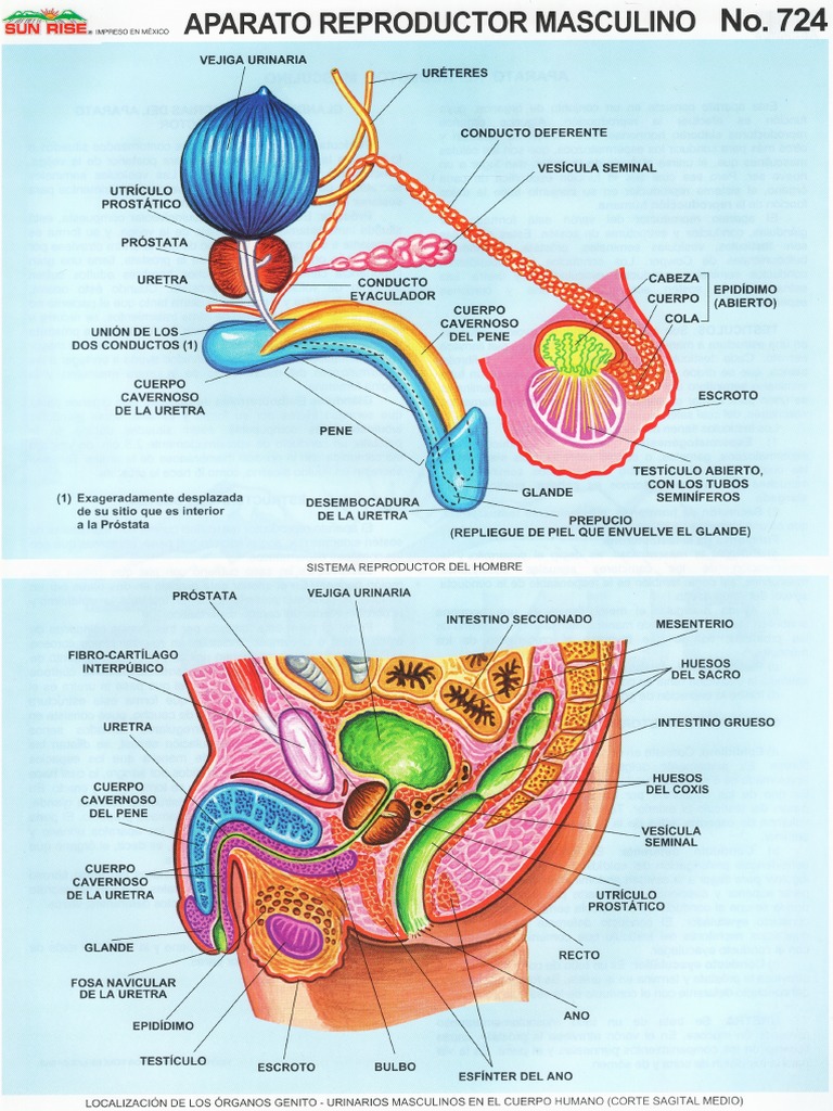 Aparato Reproductor Masculino PDF PDF