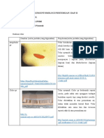 Tugas Praktikum Entomologi Pertemuan I Dan Ii