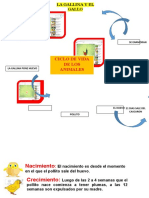 Ciclo de Vida de Los Animales