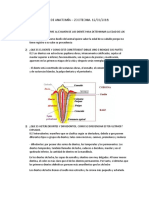 Taller Anatomía Cronometria Dental Equinos