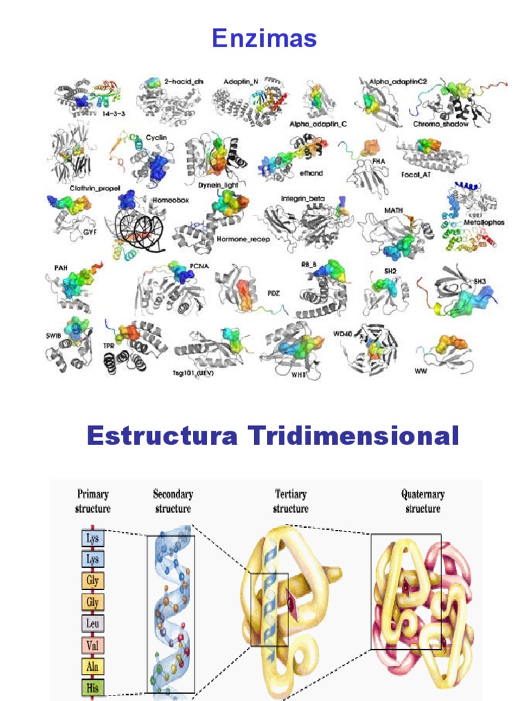 presentacion-enzimas-1-generalidades-nomenclatura-y-clasificacion