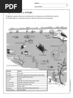 Actividades 6to Basico Niveles Troficos