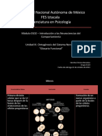 Ontogénesis Del Sistema Nervioso