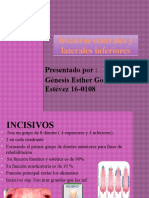 Incisivos Centrales y Laterales Inferiores