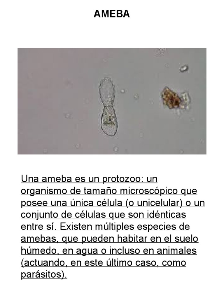 Definición y características de la ameba | PDF