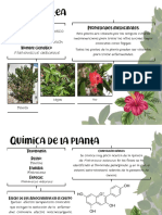 Malvaviscus PDF