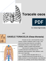 Toracele Osos