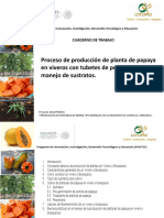 Producción de Plantines de Papaya Bajo Invernadero