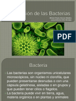 Clasificacion de Las Bacterias