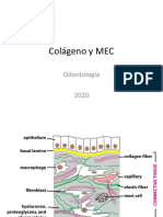 Colágeno y MEC