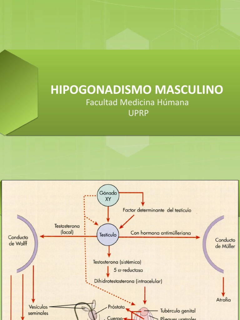 Hipogonadismo Masculino: Causas y Síntomas | PDF | Testosterona ...