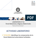 Laboratorio N°16 Pared Abdominal y Organologia Abdominal