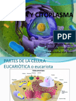 Celula Citoplasma