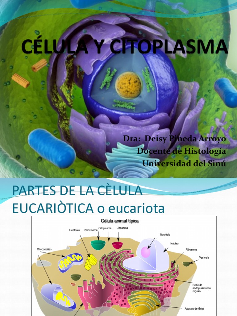 Estructura y Función del Citoplasma Celular | PDF | Retículo ...