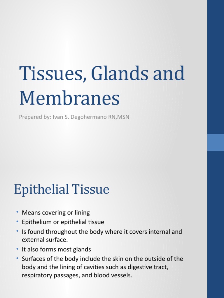 Tissues, Glands and Membranes | PDF | Epithelium | Tissue (Biology)