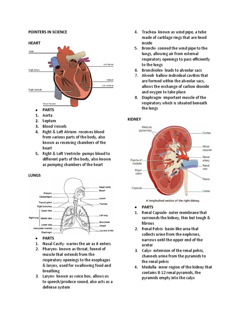 Anatomy and Physiology Overview | PDF | Respiratory Tract | Lung