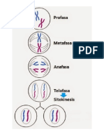 MITOSIS DAN MEIOSIS