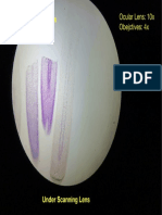 Allium Cepa Root Tip L.S: Ocular Lens: 10x Obejctives: 4x