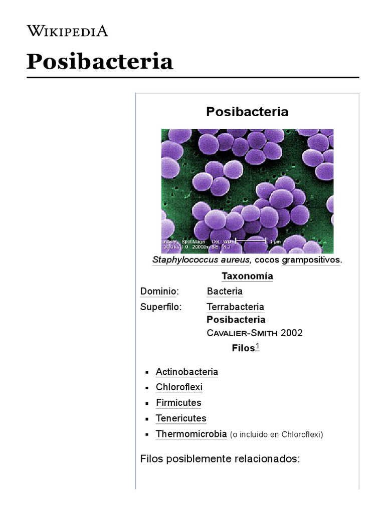 Posibacteria - Wikipedia, La Enciclopedia Libre | PDF | Bacterias Gram  Positivas | Bacterias Gram-negativo