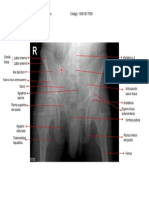 Pelvis Resumaso Unal 2020