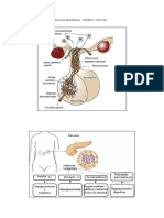 Gráfica El Eje Neuroendocrino Hipotálamo