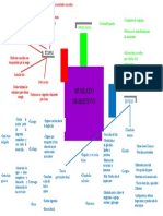 Organizador Gráfico Del Aparato Digestivo