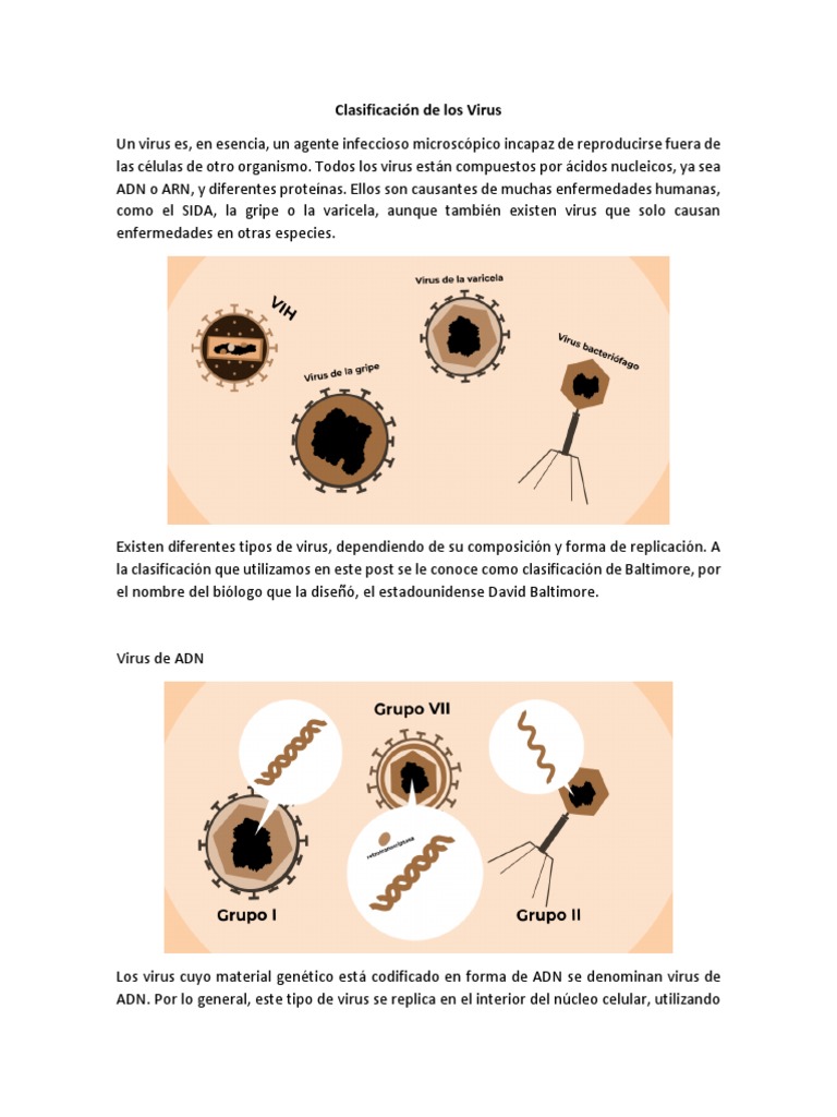Tipos de Virus y su Clasificación | PDF | La transcriptasa inversa | Virus