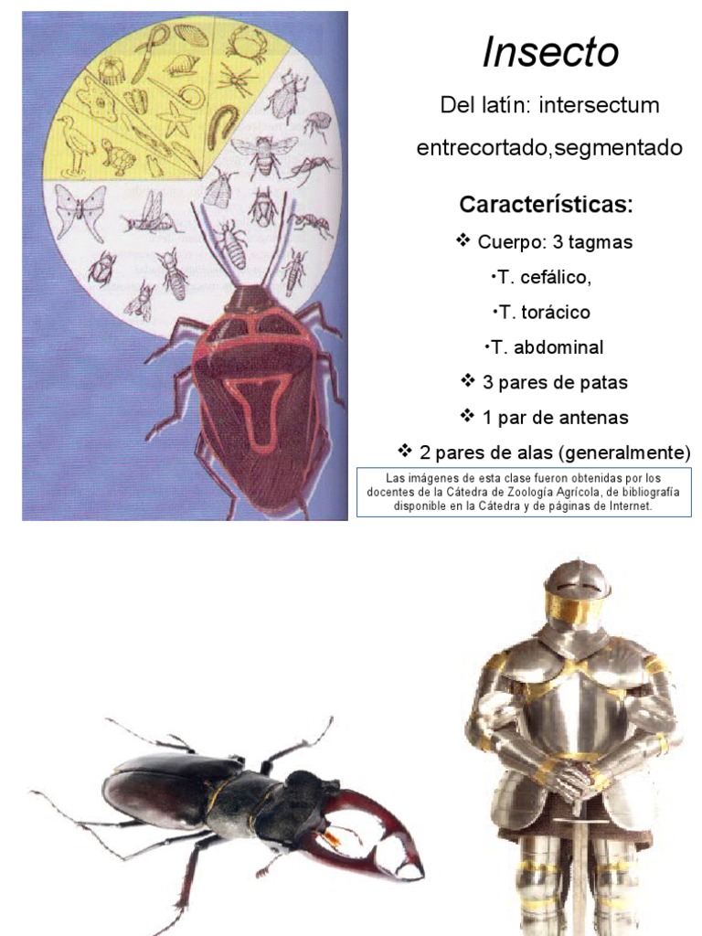 Estructura de los Tagmas en Insectos | PDF