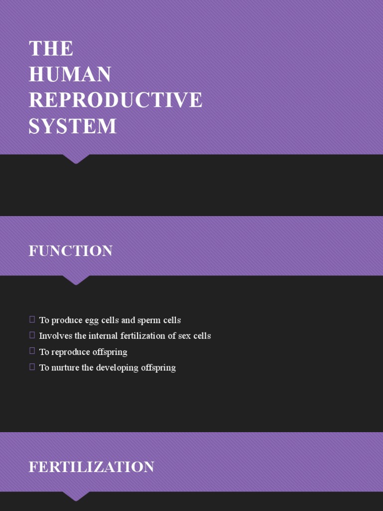Human Reproductive System | PDF | Wellness | Science & Mathematics