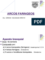 Arcos faringeos: desarrollo, derivados y anomalías