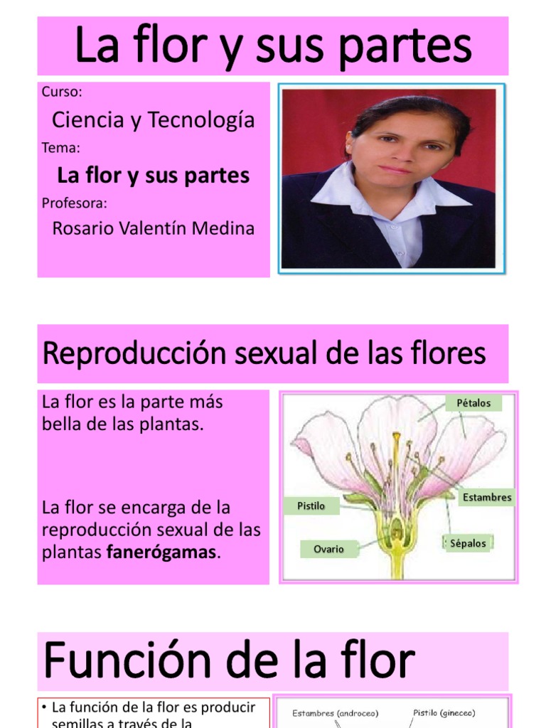 Las partes de la flor y su función | PDF | Flores | Reproducción