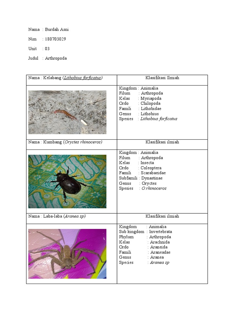Arthropoda Species Classification | PDF | Insects | Hexapoda