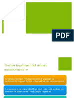 Exposición Sistema Somatosensitivo