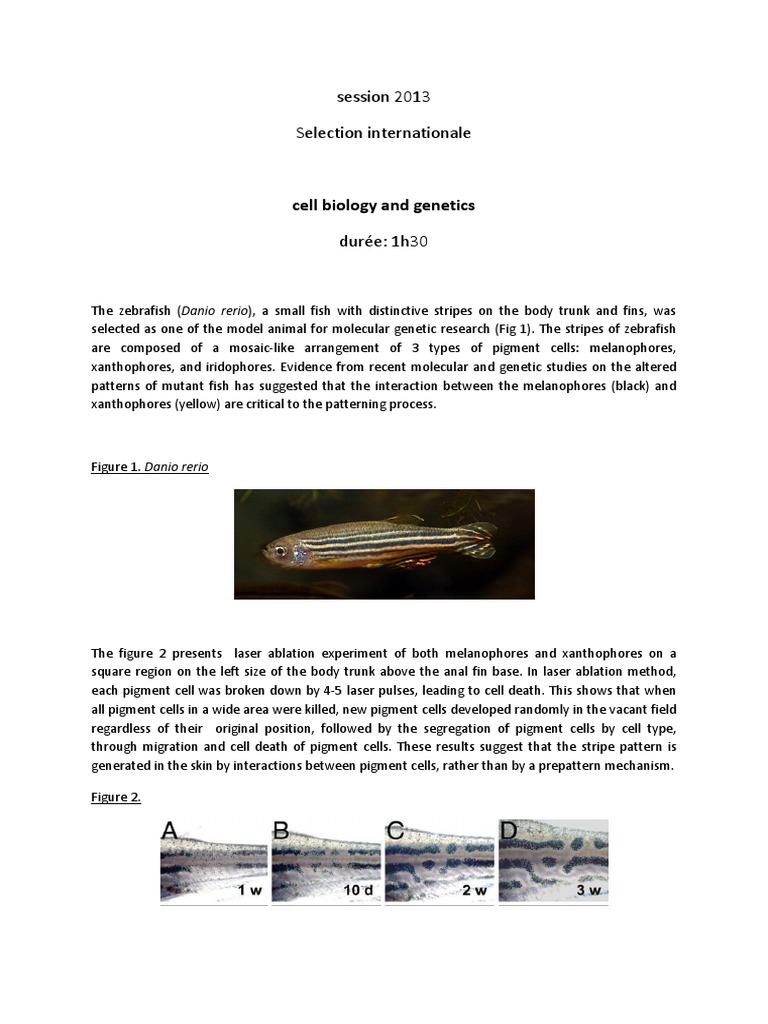 Zebrafish Pigment Cell Interaction Study | PDF | Ablation | Genetics